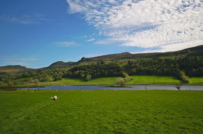 Scenic view of field against sky