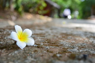 Close-up of white flower on street