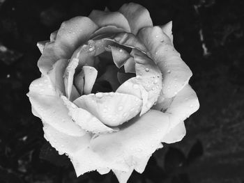 Close-up of rose blooming