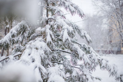 Close-up of snow covered pine tree in forest