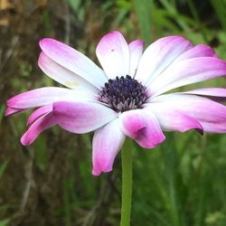 Close-up of pink flower