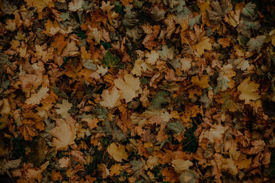 Full frame shot of autumn leaves on field