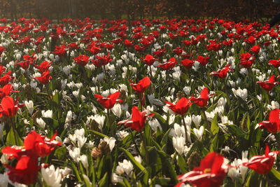 Close-up of red flowering plants on field