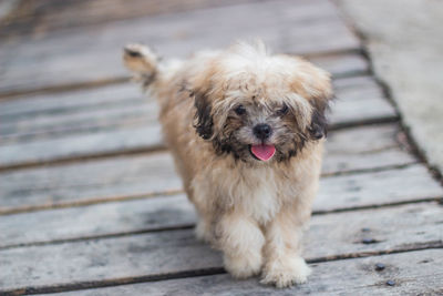 Portrait of dog on footpath