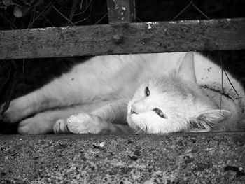 Close-up of cat sleeping