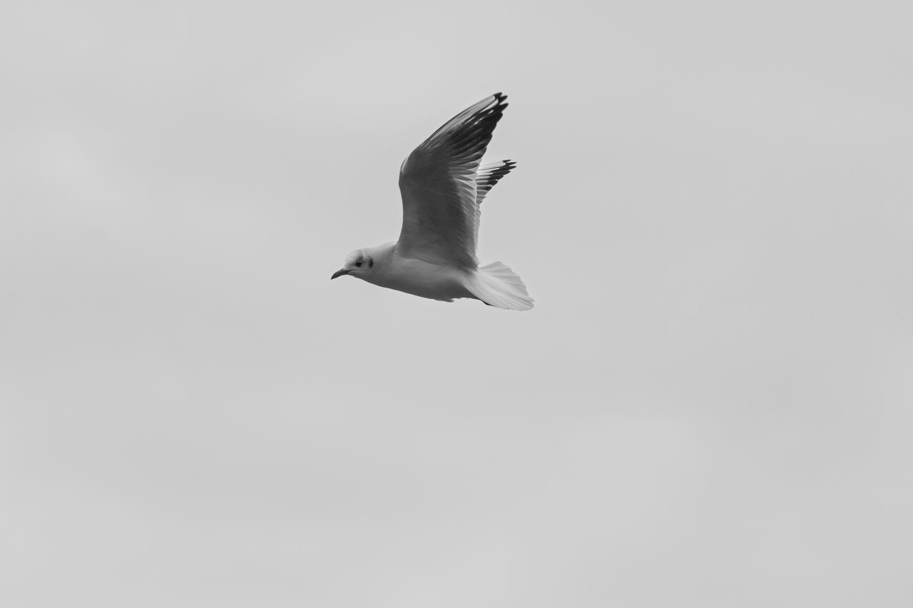 bird, animal themes, animals in the wild, flying, one animal, spread wings, wildlife, clear sky, copy space, low angle view, mid-air, seagull, full length, nature, motion, zoology, no people, day, outdoors, flight