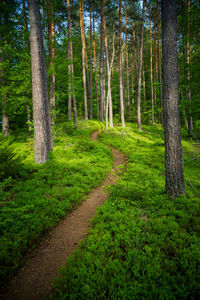 View of pine trees in forest