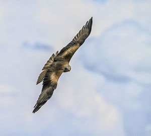Low angle view of buzzard flying against sky