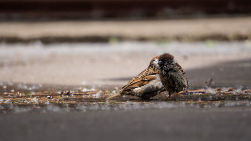 Side view of a bird on land