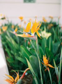 Close-up of orange flower