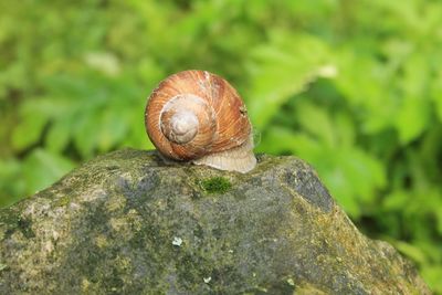 Close-up of snail on rock