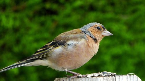 Close-up of bird perching outdoors