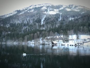 Swan in lake during winter