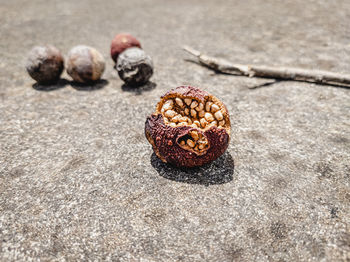 Close-up of pine cone on table