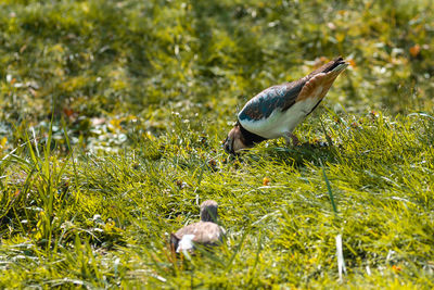 Bird perching on a field