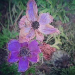 Close-up of pink flowers blooming outdoors