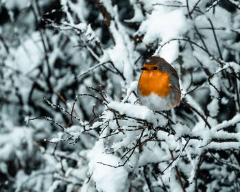 Bird perching on snow covered tree