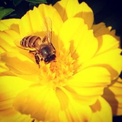 Close-up of honey bee pollinating flower