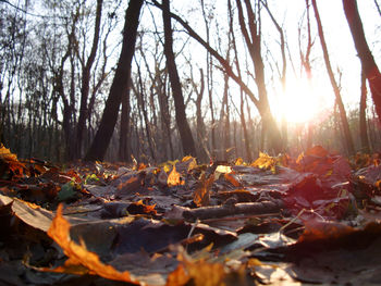 Sun shining through trees