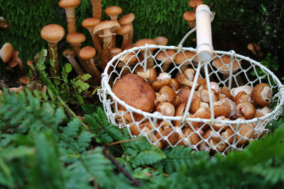 Close-up of mushrooms in basket