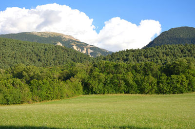 Scenic view of field against sky