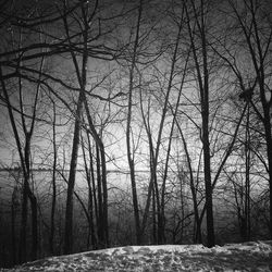 Bare trees on snow covered landscape