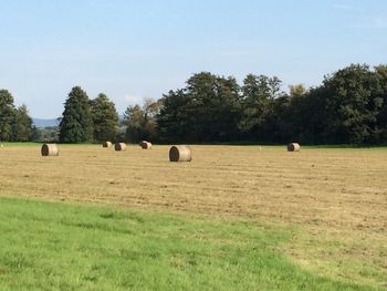 Scenic view of grassy field