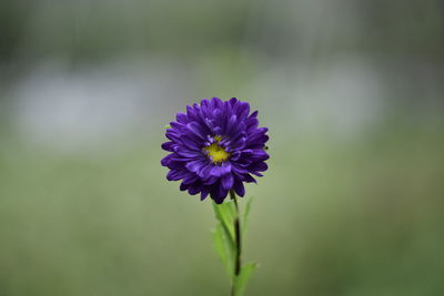 flowering plant