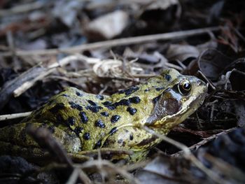 Close-up of frog on field