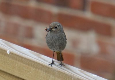 Close-up of bird perching on metal railing