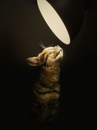 Close-up of cat against black background