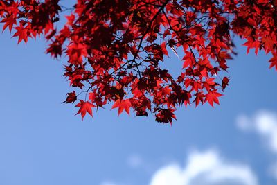 Low angle view of maple tree against sky