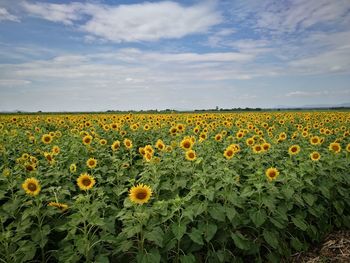 Sunflowers blooming on field against sky