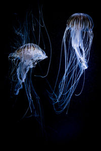 Close-up of jellyfish over black background