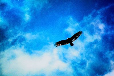 Low angle view of eagle flying against sky