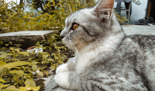 Close-up of a cat looking away