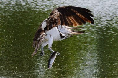 Close-up of bird in lake