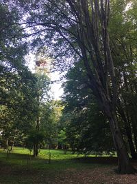 Trees on landscape against sky