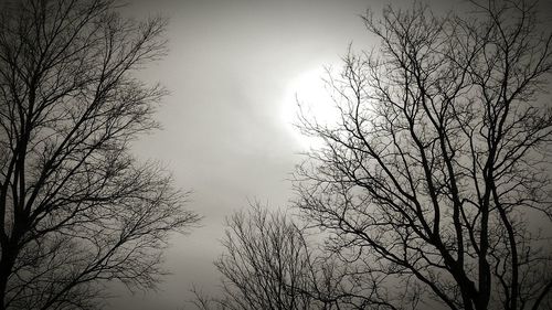 Low angle view of bare trees against sky