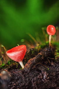 Close-up of red mushroom growing on field