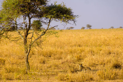 Cheetah in the grass of the serengeti