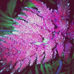 Close-up of pink flowers