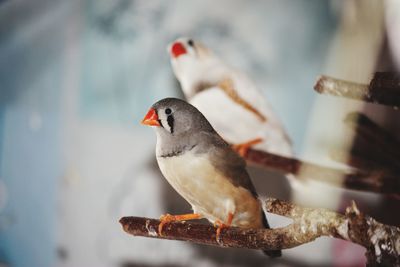 Close-up of bird perching