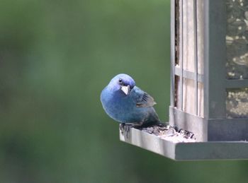 Close-up of bird perching on a metal