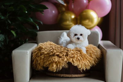 Close-up of dog sitting on table