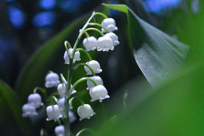 Close-up of white flowers blooming outdoors