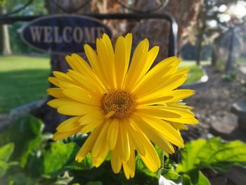 Close-up of yellow flower
