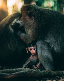 Portrait of young monkey sitting outdoors