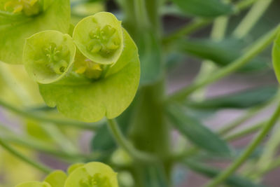 Close-up of fresh green leaves