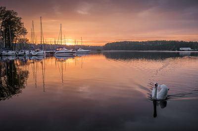 Swan swimming in lake against sky during sunset